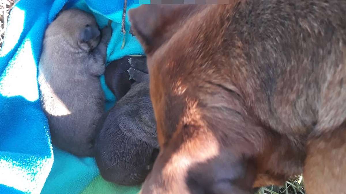 Putem do posla, u okolici Slavonskog Broda, pronašli kuju i zapaljene štence